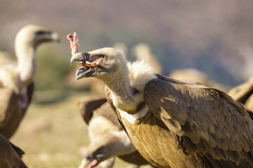 vulture eating