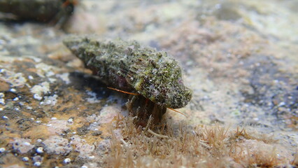 Mediterranean rocky shore hermit crab or Mediterranean intertidal hermit crab (Clibanarius erythropus) in common cerith (Cerithium vulgatum) shell undersea, Ligurian Sea, Italy, Imperia