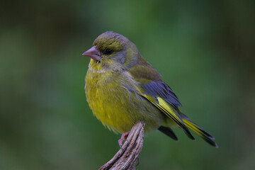 european greenfinch