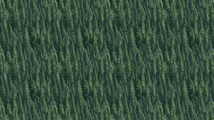 Aerial view of a dense forest with lush green trees, creating a textured natural pattern.