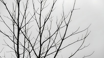 answerable. Bare tree branches against an overcast sky in minimalist silhouette. travel magazines, destination branding, designed for travel destination branding, used by logistics managers.