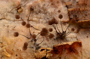 Slime Mold Sporangia Decaying Wood Forest Floor