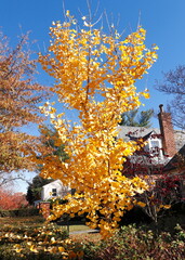 Yellow Leaves on Ginkgo Tree in Autumn