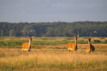 Rotwild auf dem Wechsel