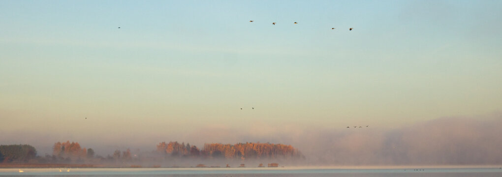 fog, sunrise over the lake, flying birds, foggy morning on the lake, autumn landscape - Powered by Adobe