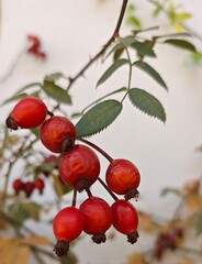 Rosehip on a branch