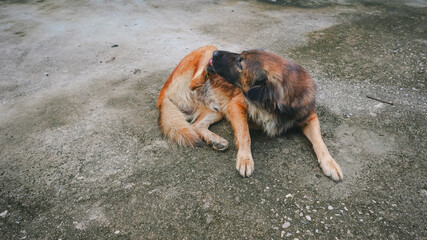Dog scratching its back leg with mouth, showing natural pet behavior, suitable for animal care and veterinary content.