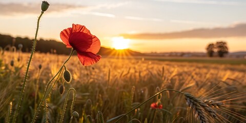 Red poppy flowers bloom in a summer field under a blue sky at sunset