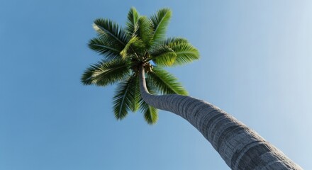 Low angle shot of a tropical coconut palm tree with a curved trunk and green leaves against a blue sky