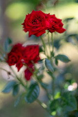 Vibrant Red Roses in a Garden Setting