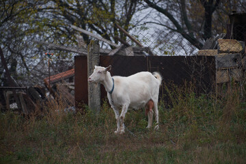 Obraz premium white goat on the pasture