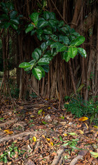 Banyan Tree Roots and Green Leaves in Tropical Forest
