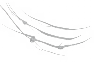 Cobweb, collecting dust, creating a spooky atmosphere for halloween and scary events on transparent background