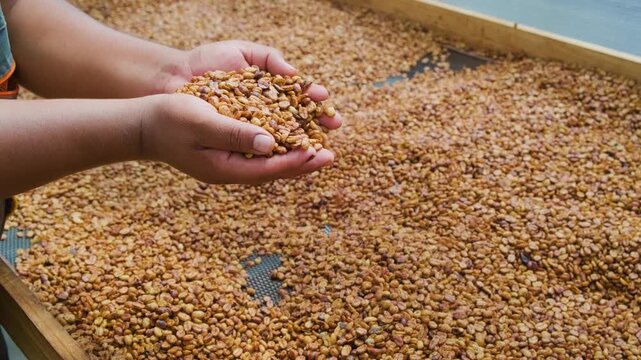 Hands picking high-quality Bolivian coffee beans for export in the Yungas region of Bolivia - coffee concept