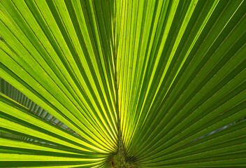 Fototapeta premium Close-up of Green Palm Leaf Texture with Sunlight