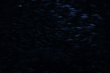 Shark Swimming Through a School of Fish in Aquarium