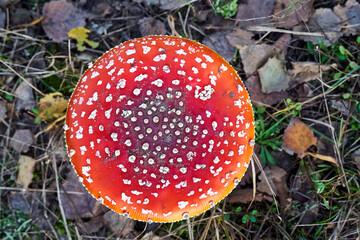 Close-up of a mature toadstool cap during autumn