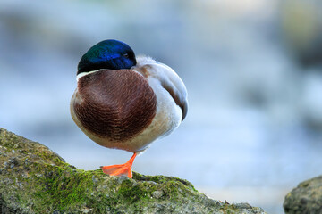 Male mallard duck resting on one leg on a moss-covered rock with a blurred background