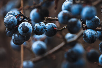 Macro of wild sloe (Prunus spinosa) with dark, contrasting autumn colors