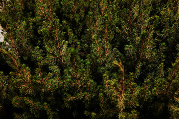 Dense green pine branches filling the frame under soft light. The concept conveys freshness, nature, and holiday atmosphere