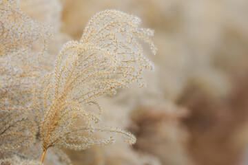 A beautiful macro photo of dried Japanese silver grass