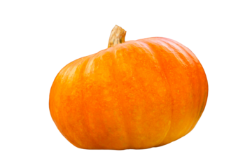 Bright orange red beautiful large pumpkin with a long tail isolated. Front view