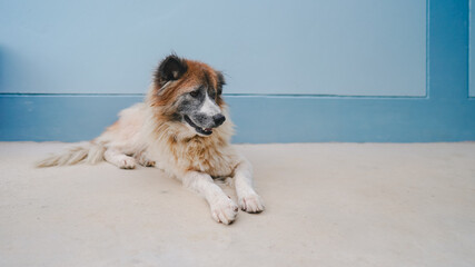 Old mixed breed dog lying on a concrete floor against a light blue wall, showing calm and peaceful domestic pet life in an outdoor home setting.