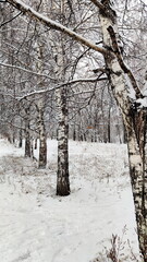Row of birch trees in snowy parkland