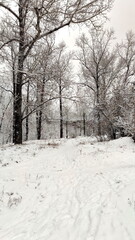 Snowy pathway with footprints in winter forest