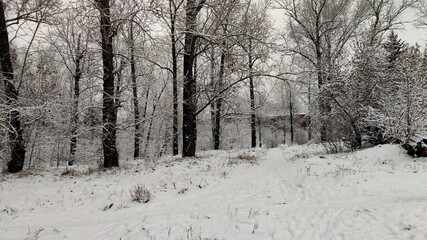Snowy pathway with footprints in winter forest