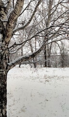 Close up Birch Tree in the Forest