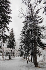 First snow in pine forest