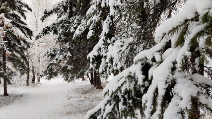 Close up Pine Trees Branch. Winter Forest
