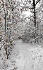 Pathway through snowy forest