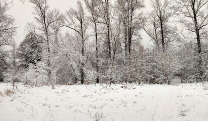 Snowy bare trees and pathway among snowdrifts