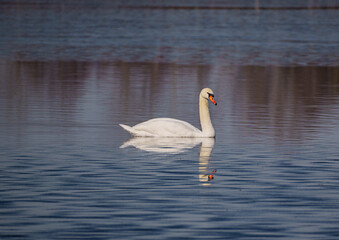 Samotny biały łabędź niemy płynący dumnie na lustrzanej powierzchni jeziora lub stawu. Doskonałe ujęcie dzikiej przyrody uchwycone w ciepłym, naturalnym świetle. Ptak jest idealnie odbity w wodzie, co