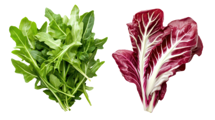 Fresh arugula and radicchio leaves isolated on transparent background