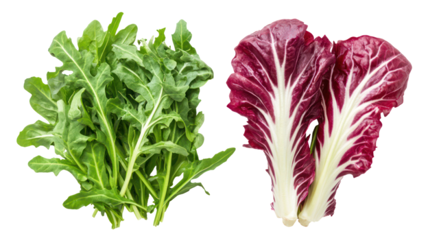 Fresh arugula and radicchio salad greens isolated on transparent background