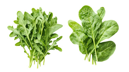 Two bunches of fresh arugula and spinach leaves isolated on transparent background