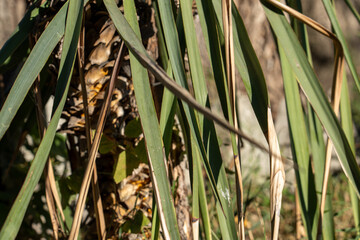 Abstract Yucca Leaves Pattern