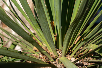 Abstract Yucca Leaves Pattern