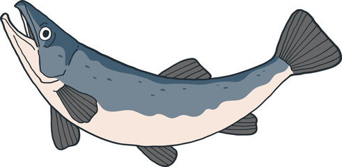 Illustration of a Salmon