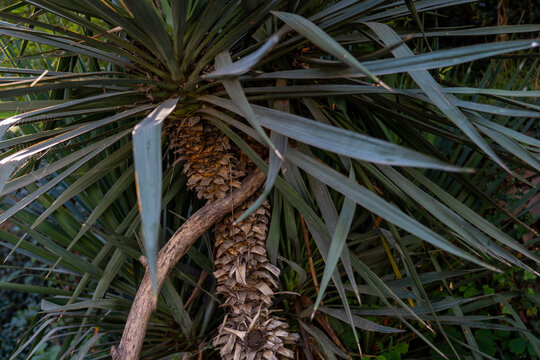 Abstract Yucca Leaves Pattern - Powered by Adobe