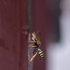 Close-Up of Wasp on Wooden Surface
