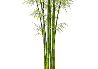 Obraz premium A tall bamboo plant with green stalks and delicate leaves, isolated on transparent background