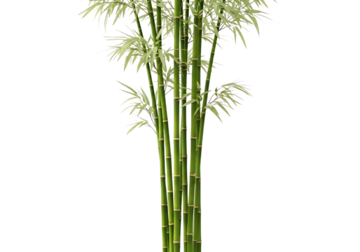 A tall bamboo plant with green stalks and delicate leaves, isolated on transparent background