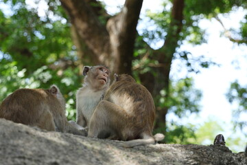 Macaques are frolicking, sit and climbing on rocky outcrop under large tree. 2 monkeys sitting with their backs turned.  Macaca fascicularis is long-tailed monkey with grey to reddish-brown fur
