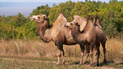 Fototapeta premium Camels grazing in summer. Two bacterians in the pasture against a backdrop of green vegetation.