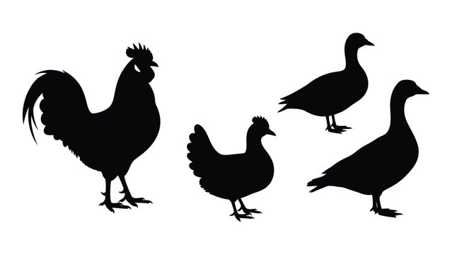 Farm poultry silhouettes isolated on white background, Vector