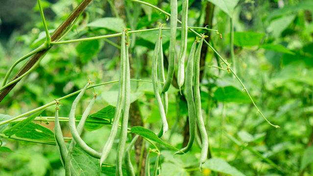 Close-up shot of several fresh, bright green French beans (or string beans) hanging from the vine in a vegetable garden or farm.